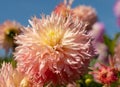 Stunning dark pink dahlia flowers by the name Hapet Champagne, photographed with a macro lens at RHS Wisley, UK