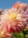 Stunning dark pink dahlia flowers by the name Hapet Champagne, photographed with a macro lens at RHS Wisley, UK Royalty Free Stock Photo