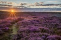 Stunning dawn sunrise landscape image of heather on Higger Tor i