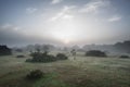 Stunning dawn sunrise landscape in misty New Forest countryside