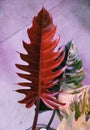 Stunning deep red color and variegated leaf of Philodendron Caramel Marble