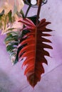 Stunning deep red color and variegated leaf of Philodendron Caramel Marble
