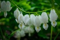 Close up of a white bleeding heart Snowdrop