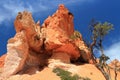 Bryce Canyon National Park, Hoodoos and Bristlecone Pine along Navajo Trail in Southwest Desert, Utah, USA Royalty Free Stock Photo