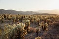 Stunning desert landscape view of Joshua Tree National Park in southern California at sunset Royalty Free Stock Photo