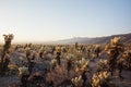 Stunning desert landscape view of Joshua Tree National Park in southern California at sunset Royalty Free Stock Photo