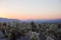 Stunning desert landscape view of Joshua Tree National Park in southern California at sunset