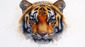Realistic Tiger Face Drawing with Detailed Features Royalty Free Stock Photo