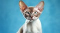 A stunning Devon Rex cat with a soft curly coat and striking blue eyes Royalty Free Stock Photo