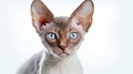 A stunning Devon Rex cat with a soft curly coat and striking blue eyes Royalty Free Stock Photo