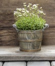 Stunning dianthus flower in a flower pot Royalty Free Stock Photo