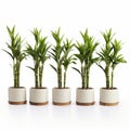 Stunning Display Of Five White Bamboo Plants In Elegant Pots