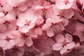 A stunning display of multiple pink flowers, blooming brightly on the branches of a graceful tree, Sakura, Cherry blossom, Spring Royalty Free Stock Photo