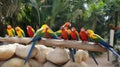 A stunning display of parrots in their natural habitat created with Generative AI