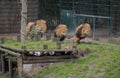 Stunning display of power and strength is showcased as a trio of majestic lions run together