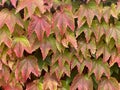 A stunning display of red and green ivy gracefully covering a wall, painting a vivid autumn tapestry. The intertwining leaves