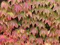 A stunning display of red and green ivy gracefully covering a wall, painting a vivid autumn tapestry. The intertwining leaves