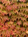 A stunning display of red and green ivy gracefully covering a wall, painting a vivid autumn tapestry. The intertwining leaves