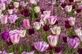 Stunning Display of Tulips Royalty Free Stock Photo