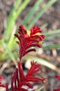 The stunning display of yellow flowers of the Red and Green Kangaroo paw plant Royalty Free Stock Photo