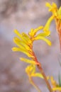 Red and Green Kangaroo paw Plant flowers Royalty Free Stock Photo