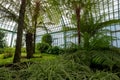 Stunning displays of palms in the Palm Pavilion at the The Royal Greenhouses at Laeken, Brussels Belgium Royalty Free Stock Photo