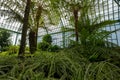 Stunning displays of palms in the Palm Pavilion at the The Royal Greenhouses at Laeken, Brussels Belgium Royalty Free Stock Photo