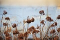 Stunning dried hydrangea hortensia flowers processed for vintage look Royalty Free Stock Photo