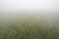 A stunning drone photo of a summer forest shrouded in thick fog. The mist creates a serene and tranquil setting, with an Royalty Free Stock Photo