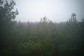 A stunning drone photo of a summer forest shrouded in thick fog. The mist creates a serene and tranquil setting, with an Royalty Free Stock Photo