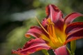 Stunning dwarf Asiatic hybrid Lilium Matrix lily flower close up Royalty Free Stock Photo