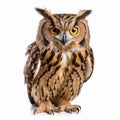 Stunning Eagle Owl: Majestic 8k Resolution Nature Photography Royalty Free Stock Photo