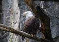 Stunning Eagle on a Rotten Tree Royalty Free Stock Photo