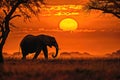 Stunning elephant walking through the savana at sunset. Amazing African wildlife