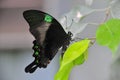 Stunning Emerald Swallowtail Royalty Free Stock Photo
