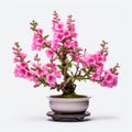 Pink Blossom Bonsai Tree: Cross Processed Glazed Earthenware Porcelain