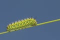 A stunning Emperor moth Caterpillar, Saturnia pavonia, perched on a blade of grass. Royalty Free Stock Photo