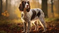 Photobashed Portraits Of Springer Spaniel In Forest With Soft Lighting
