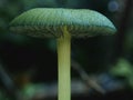 Stunning Entoloma viridomarginatum mushroom in the scenic Heaphy Track, New Zealand