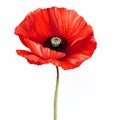 Realistic Red Poppy Illustration: Detailed Botanical Clipart On White Background Royalty Free Stock Photo