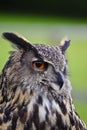 Stunning European eagle owl bubo bubo Royalty Free Stock Photo