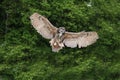 Stunning European eagle owl in flight