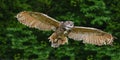 Stunning European eagle owl in flight