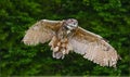 Stunning European eagle owl in flight Royalty Free Stock Photo