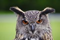 Stunning European eagle owl portrait Royalty Free Stock Photo