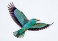 Beautiful european roller bird soaring in flight with wings spread wide displaying vibrant plumage isolated on white background Royalty Free Stock Photo
