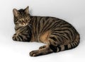 Stunning european tabby cat with elegant pose and intense yellow-green eyes on gray background