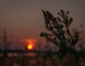 Stunning evening panorama of sun setting over the field Royalty Free Stock Photo