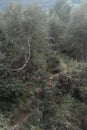 Stunning evocative misty landscape image of ripe Rowan tree with berries in small valley in English Peak District National Park