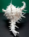 Exotic White Venus Comb Murex Seashell Royalty Free Stock Photo